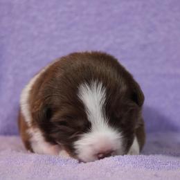 Australian Shepherd Puppies from Starlit Grove Australian Shepherds