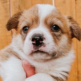 Boy 1 - Pembroke Welsh Corgi puppy in Idaho from Blue Sky Corgis
