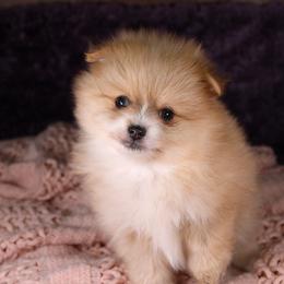AKC Mochi - Orange sable female Pomeranian puppy in Albany, Indiana from Hatz Off Puppies