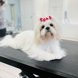 Chloe - Shih Tzu