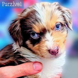 Parzivol - Red merle male Miniature Australian Shepherd puppy in Punta Gorda, Florida from Christie's Creekside Aussies