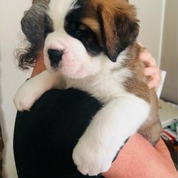 Green - Mahogany and white male Saint Bernard puppy in Double Springs, Alabama from St Bernard Kingdom, LLC