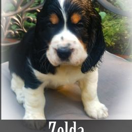 English Springer Spaniel Puppies from TimberVale Springers