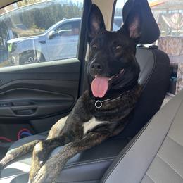 Belgian Malinois and xDutch Shepherd All Grown Up from Alliance K9