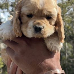 Cocker Spaniel Puppies from Hidden Valley Cocker Spaniels