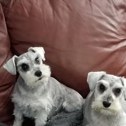 Miniature Schnauzer Puppies from Sugar Falls Schnauzers