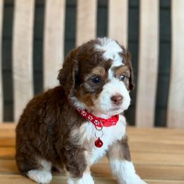 Reno - Tri-color male Bernedoodle puppy in Runaway Bay, Texas from Green Ranch Doodles