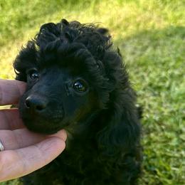 Little boy - Black male Poodle puppy in Rockvale, Tennessee from Cosmic Chinese Cresteds & Wind-Echo Poodles