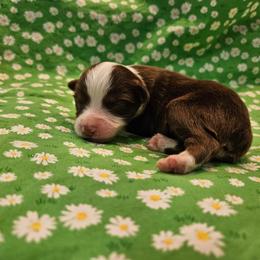 Ryan - Red tri male Toy Australian Shepherd puppy in Snowflake, Arizona from Halfpint Aussies