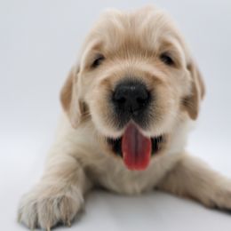 Golden Retriever Puppies from Wild Hearts Goldens