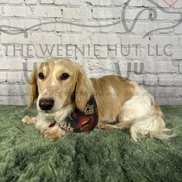 Dachshund Puppies from The Weenie Hut