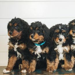 Bernedoodles and Bernese Mountain Dogs from Snowy Desert Bernese
