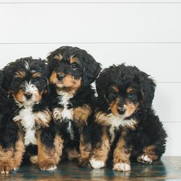 Bernedoodles and Bernese Mountain Dogs from Snowy Desert Bernese
