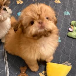 Ava - Liver female Shih Tzu puppy in Galveston, Texas from 🌗 New Moon Shih Tzu 🌗