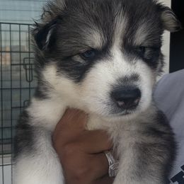 Snickers - Black tan and white male Siberian Husky puppy in Wildomar, California from Orange Family Huskies