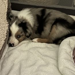 Miniature Australian Shepherd Puppies from Hadden's Aussies