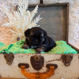 Oakley - Black and tan male Shih Tzu puppy in Success, Missouri from Sweet Success