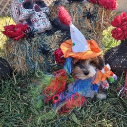 Havanese Puppies from Homeward Havanese, LLC