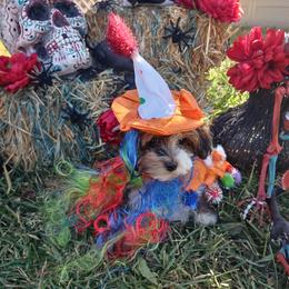 Havanese Puppies from Homeward Havanese, LLC
