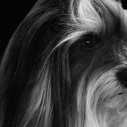 Havanese from Lúdico Havanese