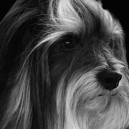Havanese from Lúdico Havanese