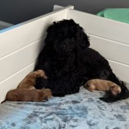 Goldendoodle puppies from Peace, Love, and Puppies at the Creek