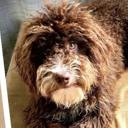 Bernedoodles, Cockapoos, and Goldendoodles from Meg's Doodles and Poodles