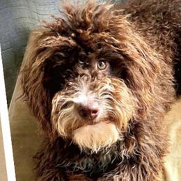Bernedoodles, Cockapoos, and Goldendoodles from Meg's Doodles and Poodles