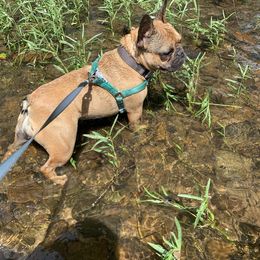 French Bulldog All Grown Up from YSetteL French Bulldogs