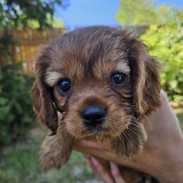 Atha - Ruby female Cavalier King Charles Spaniel puppy in Utah from Parker Puppies