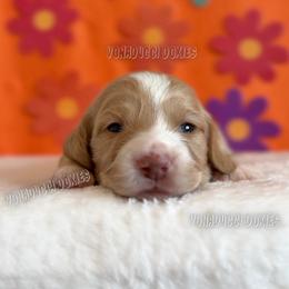 Velma - Piebald female Dachshund puppy in Chandler, Arizona from Vonaducci Doxies, LLC.