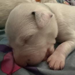 Casper - White and liver brown male Dalmatian puppy in Hastings, Florida from Love My Spotty Dalmatians