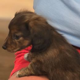 Girl 2 - Brindle female Dachshund puppy in Indian Trail, North Carolina from Ridgewood Farms