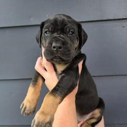 LIONEL Black tan point - Black male Great Dane puppy in Port Clinton, Ohio from LakeSide Danes
