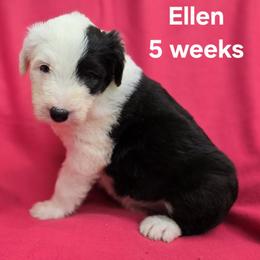 Ellen - Gray and white female Old English Sheepdog puppy in Sutherlin, Oregon from Sapphire Eyes Sheepdogs