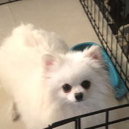 Coco Channel - Pomeranian