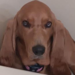 Basset Hounds from Bed-N-Bassets