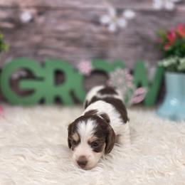 Feijoa - Piebald female Dachshund puppy in Norwood, Missouri from Madra's Dashing Doxies