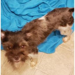 Jade - Yorkshire Terrier