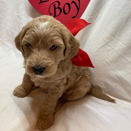 Goldendoodle Puppies from OnlyGoldendoodles