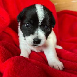 Penny Lane - White and black female Russell Terrier puppy in London, Kentucky from Norvell Kennels