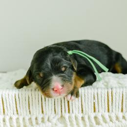 JJ - male Australian Mountain Doodle puppy in Spanish Fork, Utah from K Brand Doodles