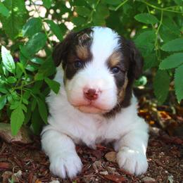 Hazel - Brown and white female Aussiedoodle puppy in Apache Junction, Arizona from Loving Doodle