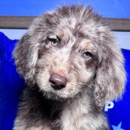 Mexico - Merle female Labradoodle puppy in Kingston, Georgia from CC Familydoodles