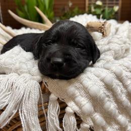 Girl 3 - female Labrador Retriever puppy in Petersboro, Utah from Chris Kolste