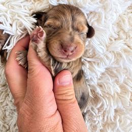 River - Dapple male Dachshund puppy in Riverdale, Utah from Behive Doxies