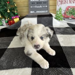 Border Collie Puppies from South Florida Stock Dogs
