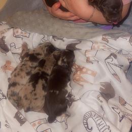 Dachshund Puppies from Bootheel Doxies