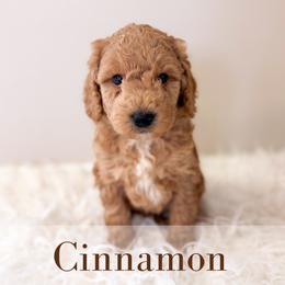 Cinnamon - Cream male Goldendoodle puppy in Melba, Idaho from KZ Doodles
