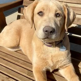Dilute Retrievers and Labrador Retrievers from Megans Labradors